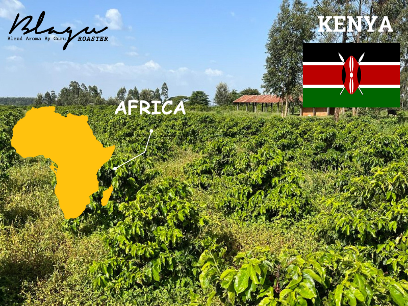 Kenya — The Crown of African Coffee
