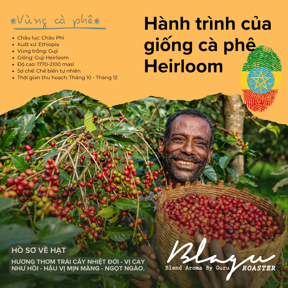 BLAGU Coffee Roasted Beans Ethiopia Guji Hambela - Light Medium - 250G