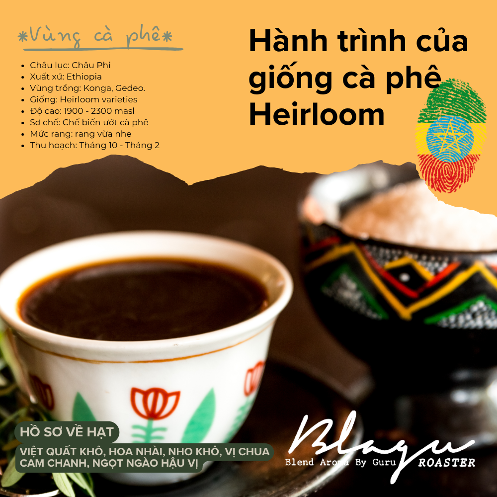 BLAGU Coffee Roasted Beans Ethiopia Yirgacheffe - Light Medium Roast - 250G