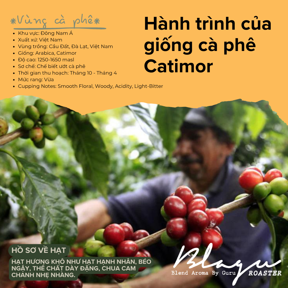 BLAGU Coffee Roasted Beans Arabica Cat Dat