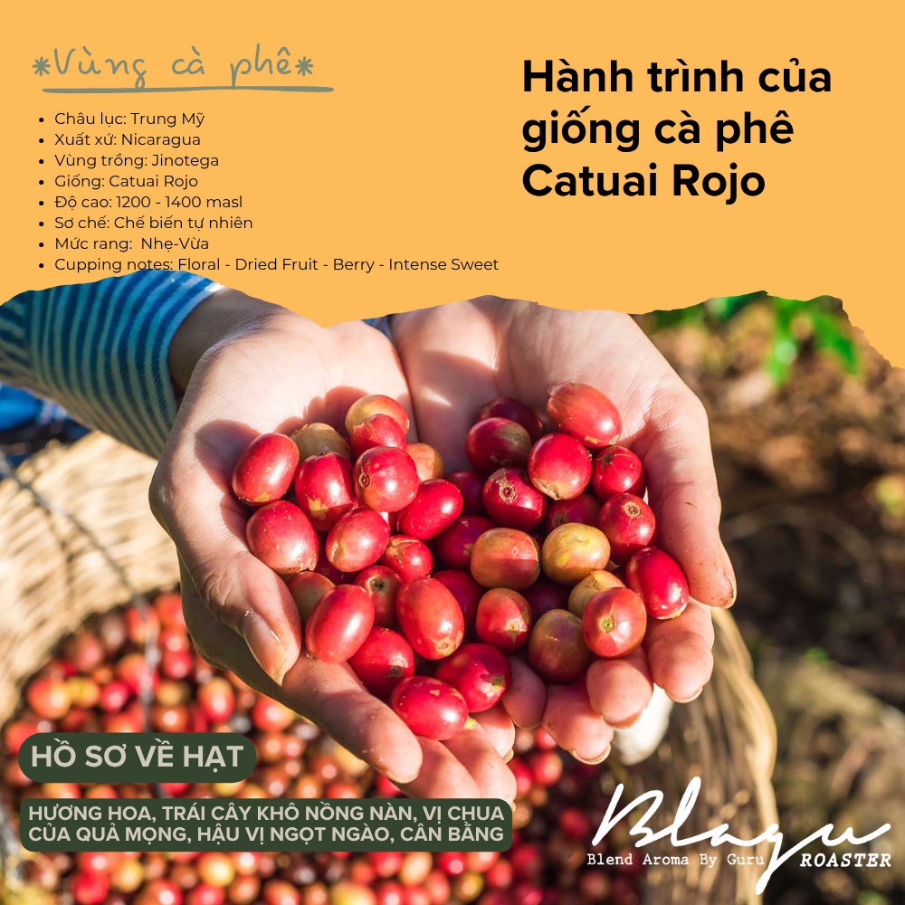 BLAGU Coffee Roasted Beans Nicaragua - Light Medium Roast - 250g