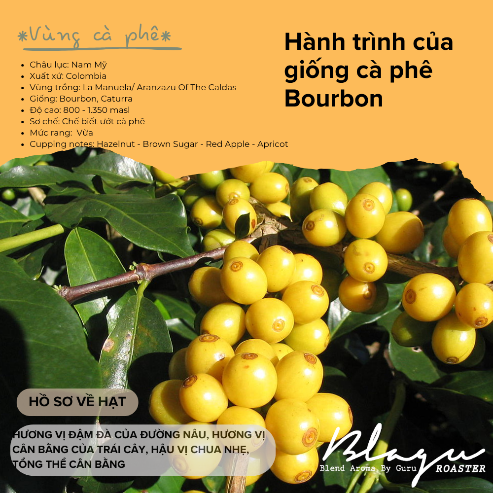 BLAGU Coffee Roasted Beans Brazil Yellow Bourbon