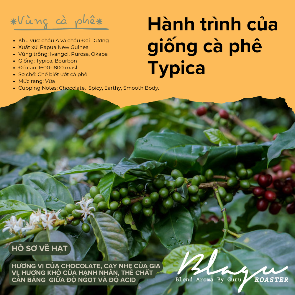 BLAGU Coffee Roasted Beans Papua New Guinea - Medium Roast - 250g
