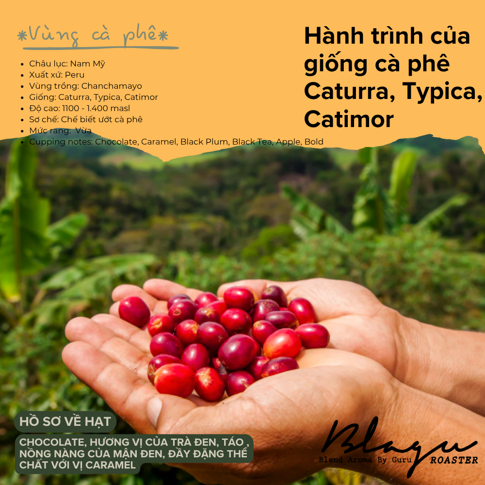 BLAGU Coffee Roasted Beans Peru Junin Chanchamayo – Medium Roast – 250g