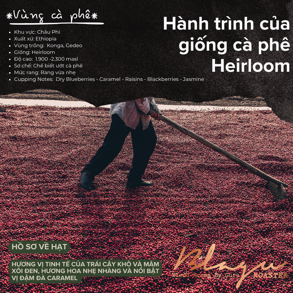BLAGU Roasted Bean Ethiopia Yirgacheffe Konga - Light Medium Roast - 250g