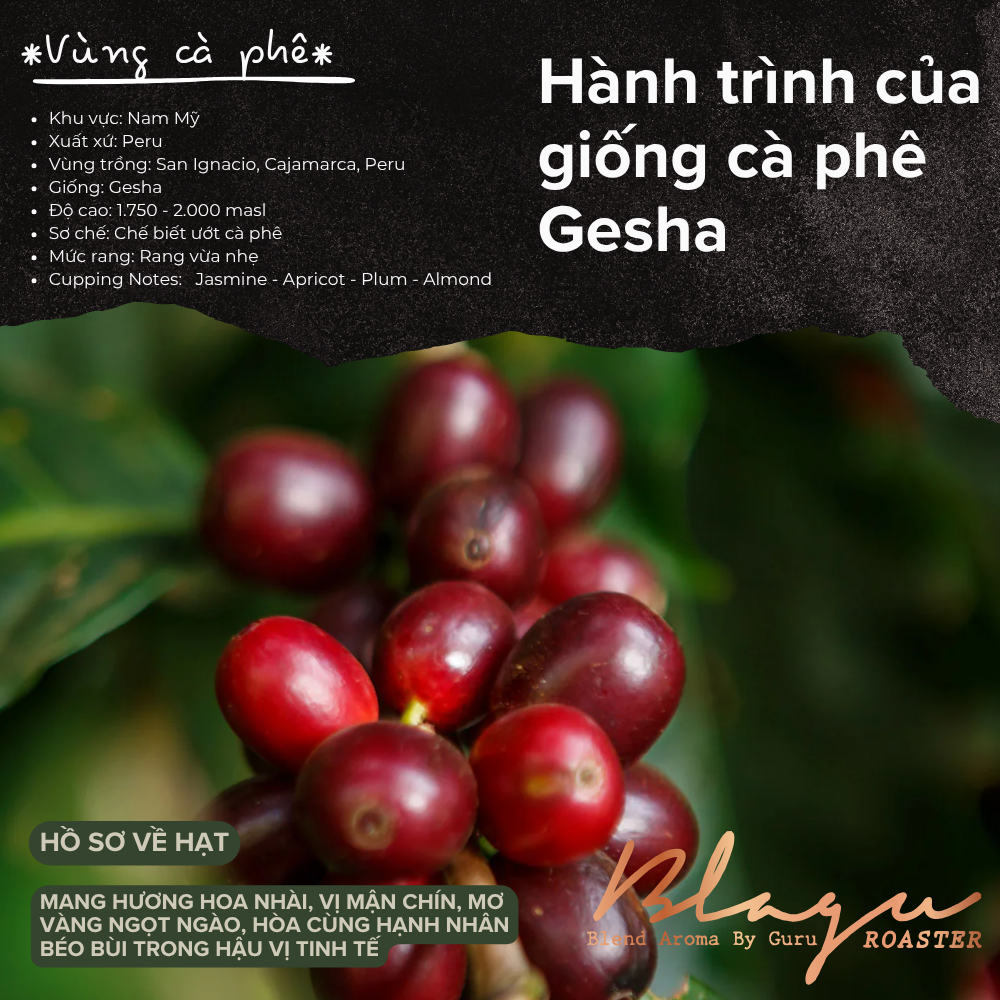BLAGU Roasted Bean Gesha Peru - Light-Medium - 250g