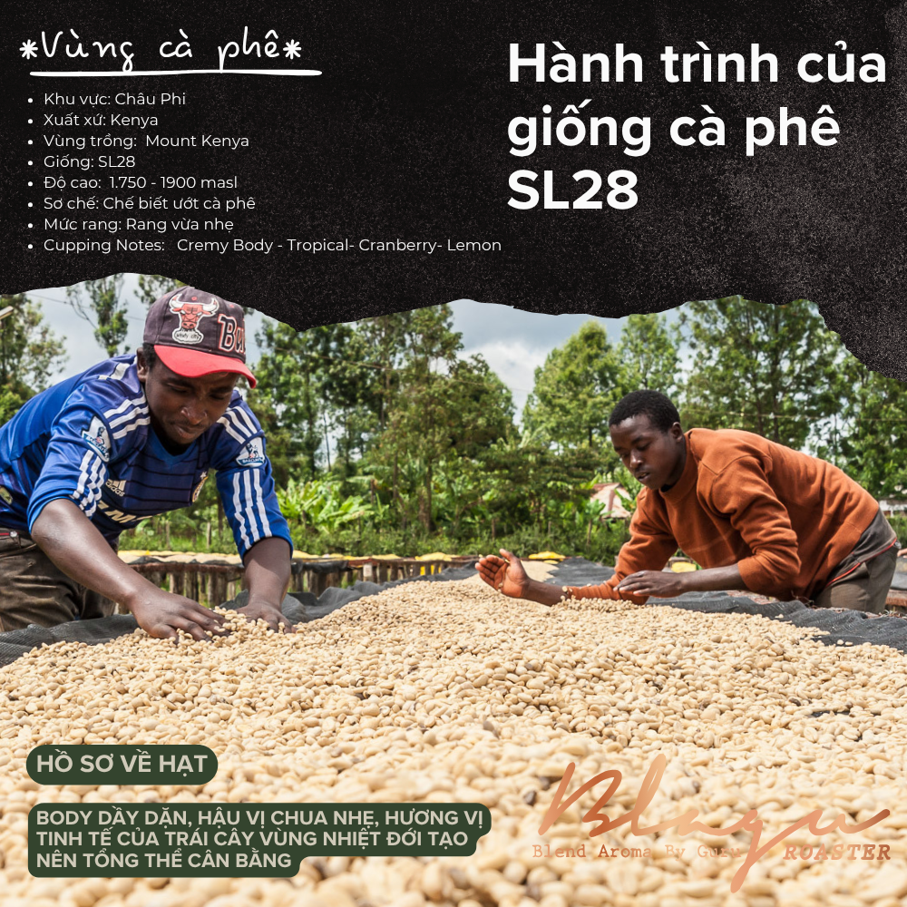 BLAGU Roasted Bean Kenya AA Plus - Light Medium - 250g