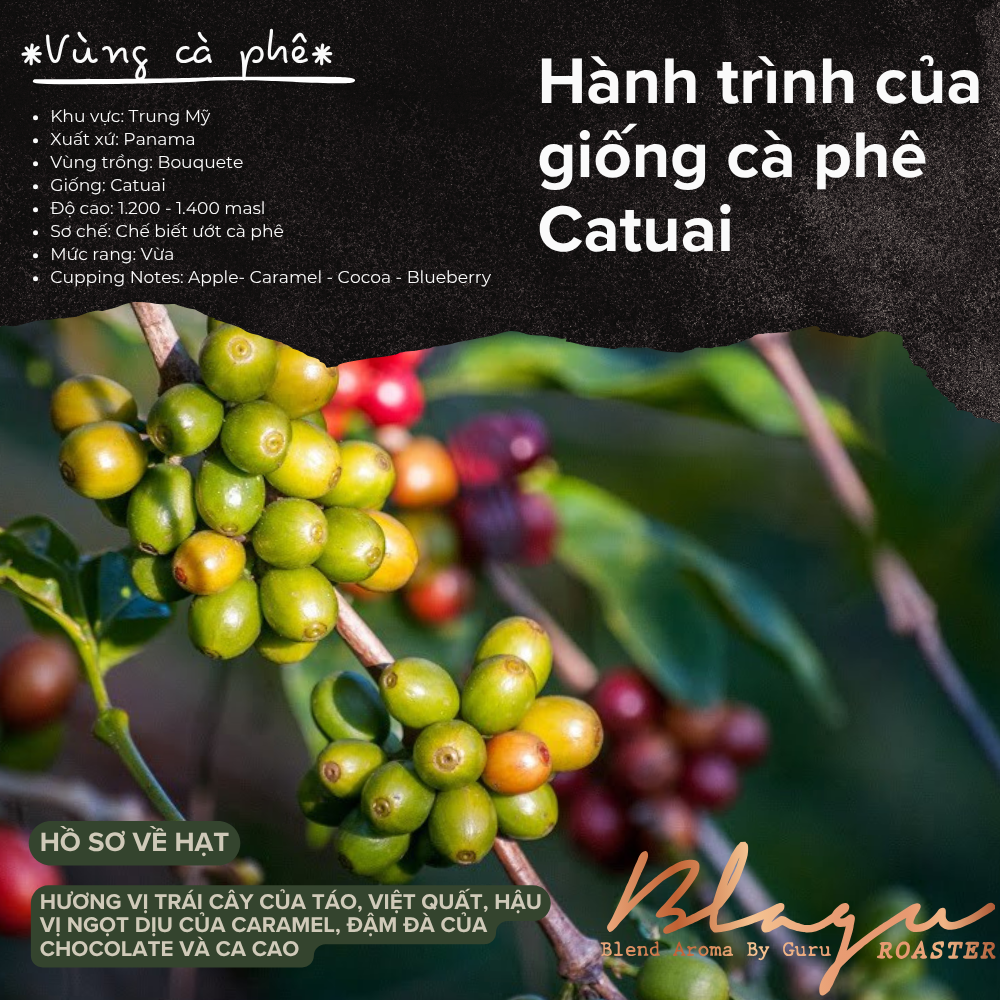 BLAGU Coffee Roasted Beans Panama Boquete – Medium Roast – 250g