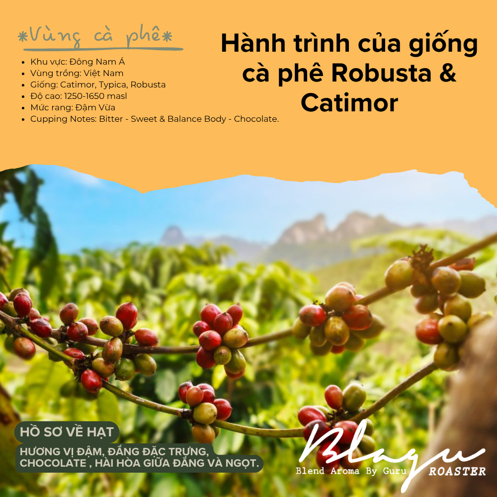 BLAGU Coffee Roasted Beans Vietnam Phin Coffee Roast – Medium Dark Roast – 500g