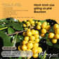 BLAGU Coffee Roasted Beans Brazil Yellow Bourbon