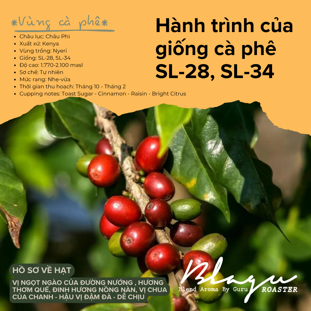 BLAGU Coffee Roasted Beans Kenya Nyeri Chiga – Light Medium Roast – 250g