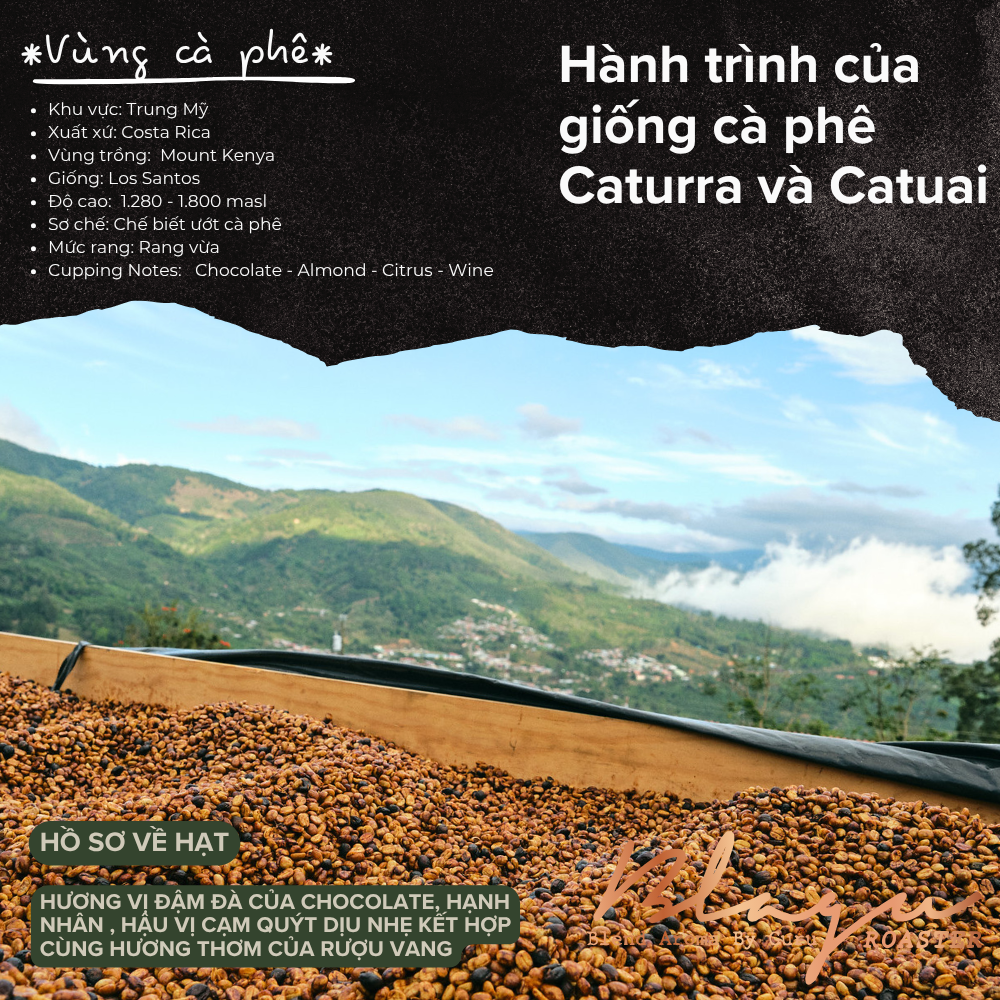 BLAGU Coffee Roasted Beans Costa Rica Los Santos - Medium Roast - 250g