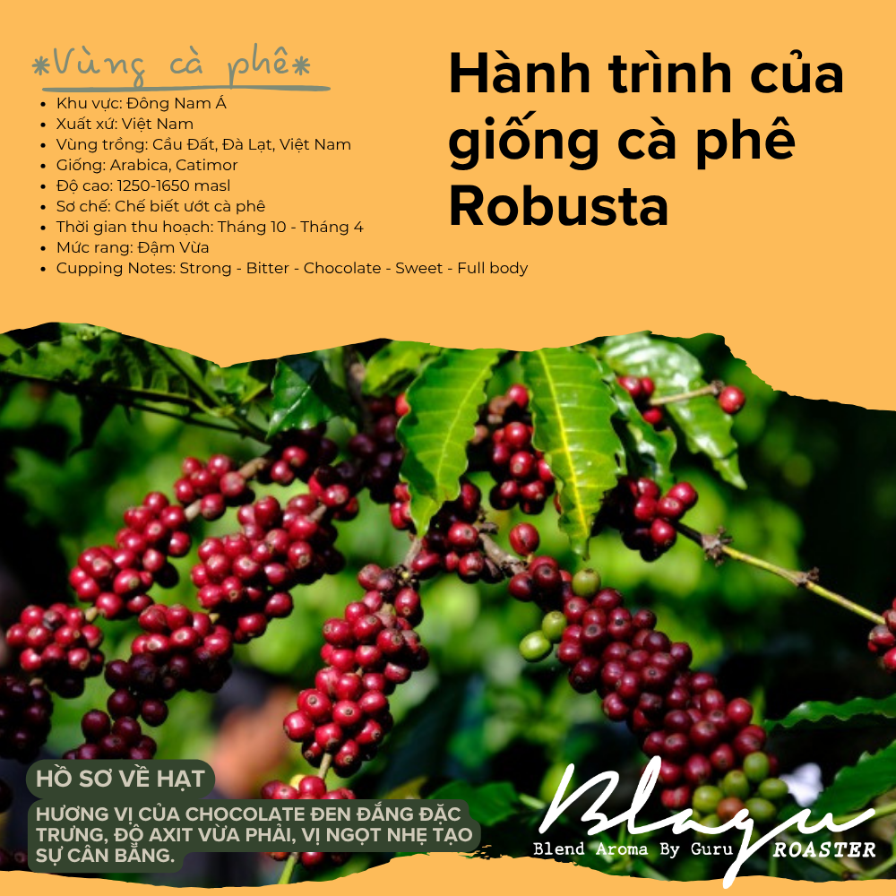 BLAGU Coffee Roasted Beans Robusta Honey