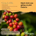 BLAGU Roasted Bean Colombia - 250g 6