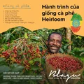 BLAGU Roasted Bean Ethiopia Guji Hambela - 250gr 6