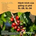 Blagu Roasted Bean Kenya Nyeri 250gr 6