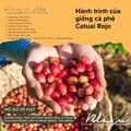 BLAGU Roasted Bean Nicaragua - 250gr 6