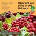 Blagu Roasted Ethiopia Gedeb - 250g 6