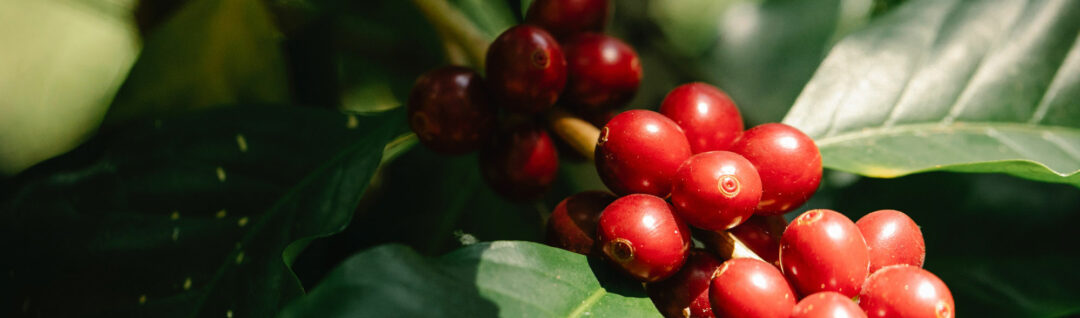 the-biology-of-coffee-plants-blagu